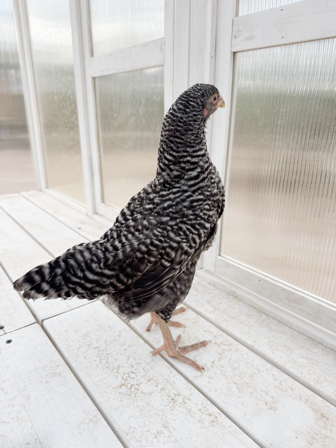 Barred Plymouth Rock Hens - America's Favorite Dual-Purpose Chickens