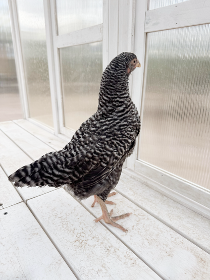 Barred Plymouth Rock Hens - America's Favorite Dual-Purpose Chickens