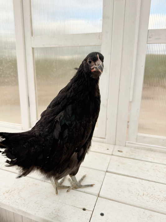 Prolific Black Australorp hens, 10 weeks old, vibrant black feathers, healthy and active, by Az Chickens