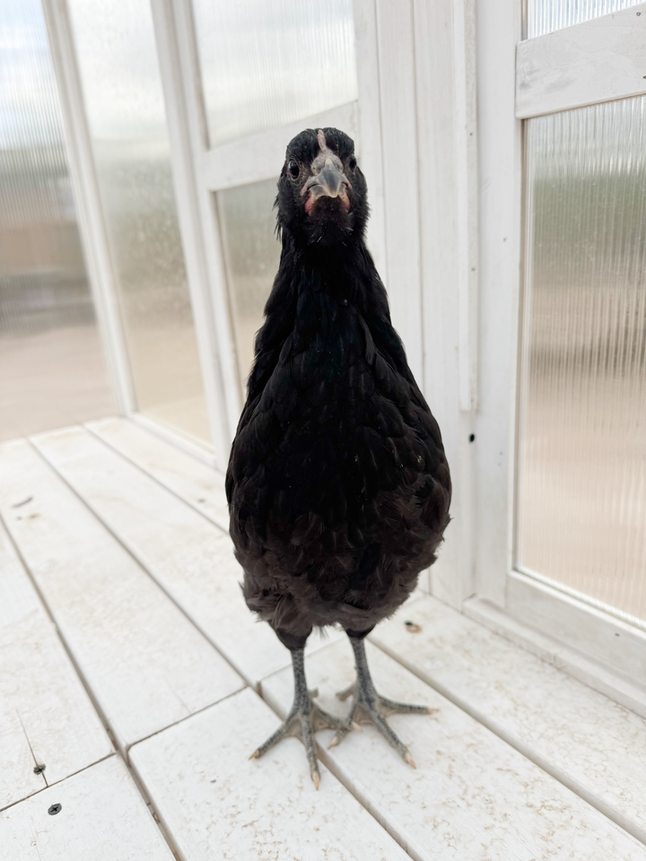 Resilient Black Australorp Hens - Prolific Egg Laying Chickens