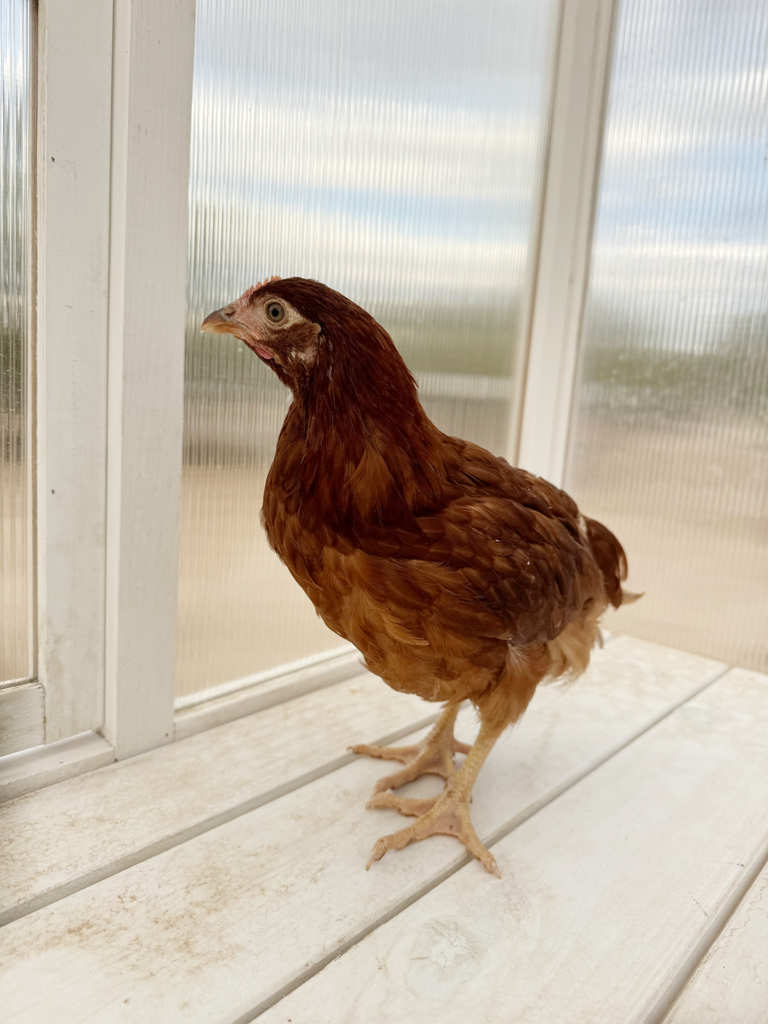 Gallinas de Rhode Island Red