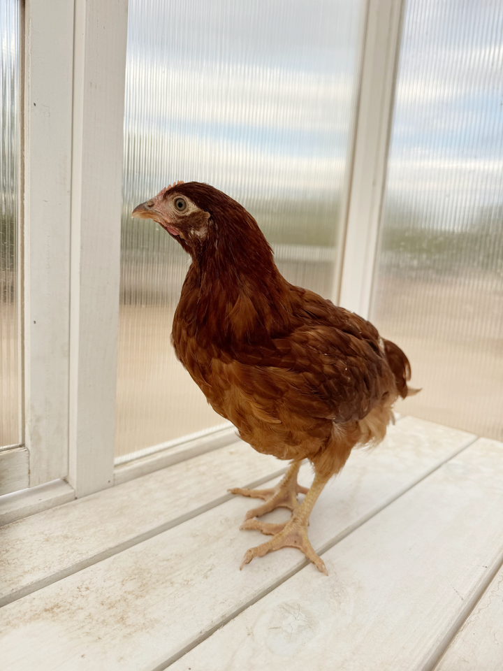 Gallinas de Rhode Island Red