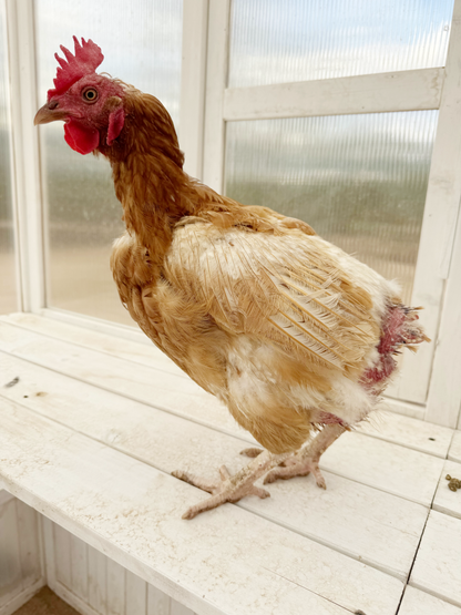 Gallinas ponedoras o pollitas - Disponibles AHORA