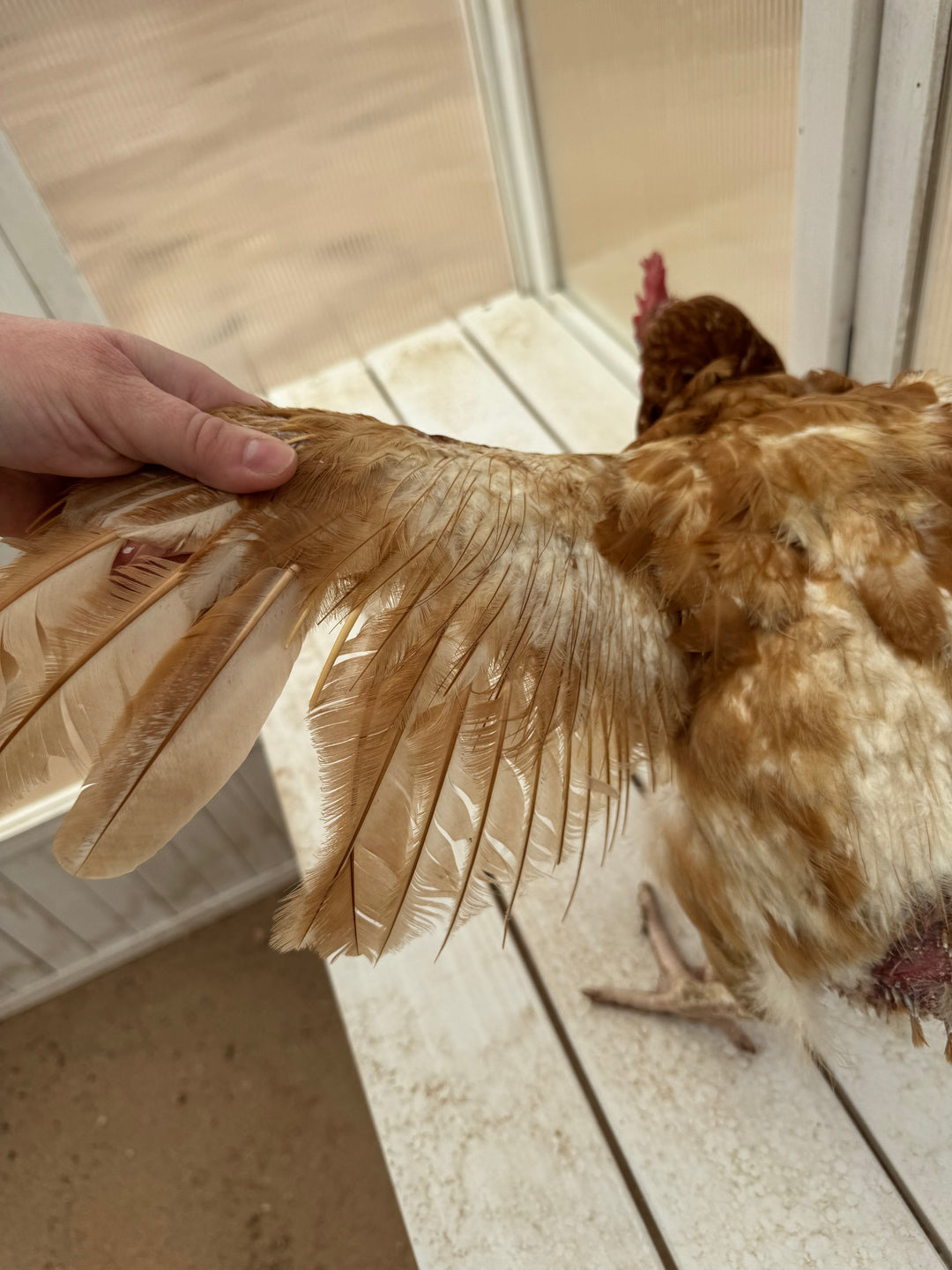 Mature Laying Hens - Heat Hardy Pasture Raised Arizona Layers