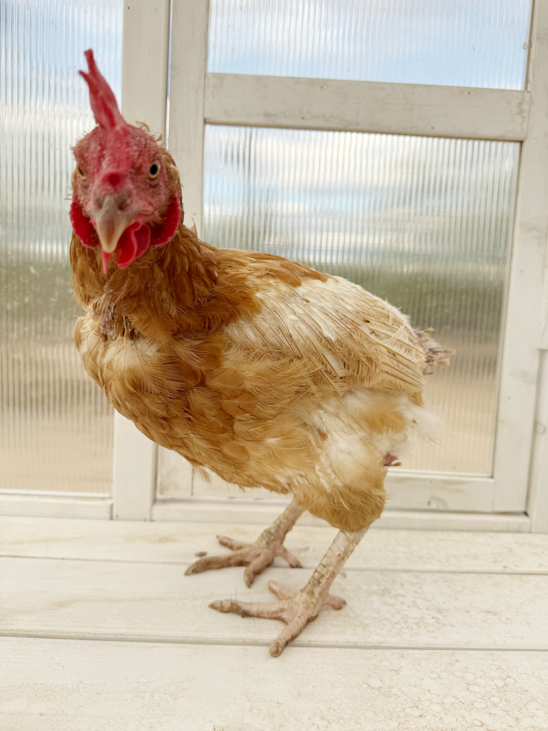 Mature Laying Hens - Heat Hardy Pasture Raised Arizona Layers