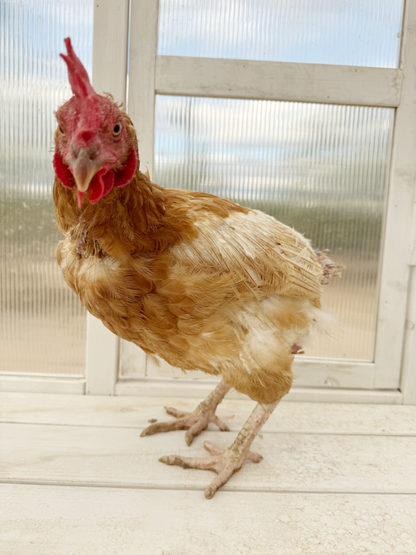 Gallinas ponedoras o pollitas - Disponibles AHORA