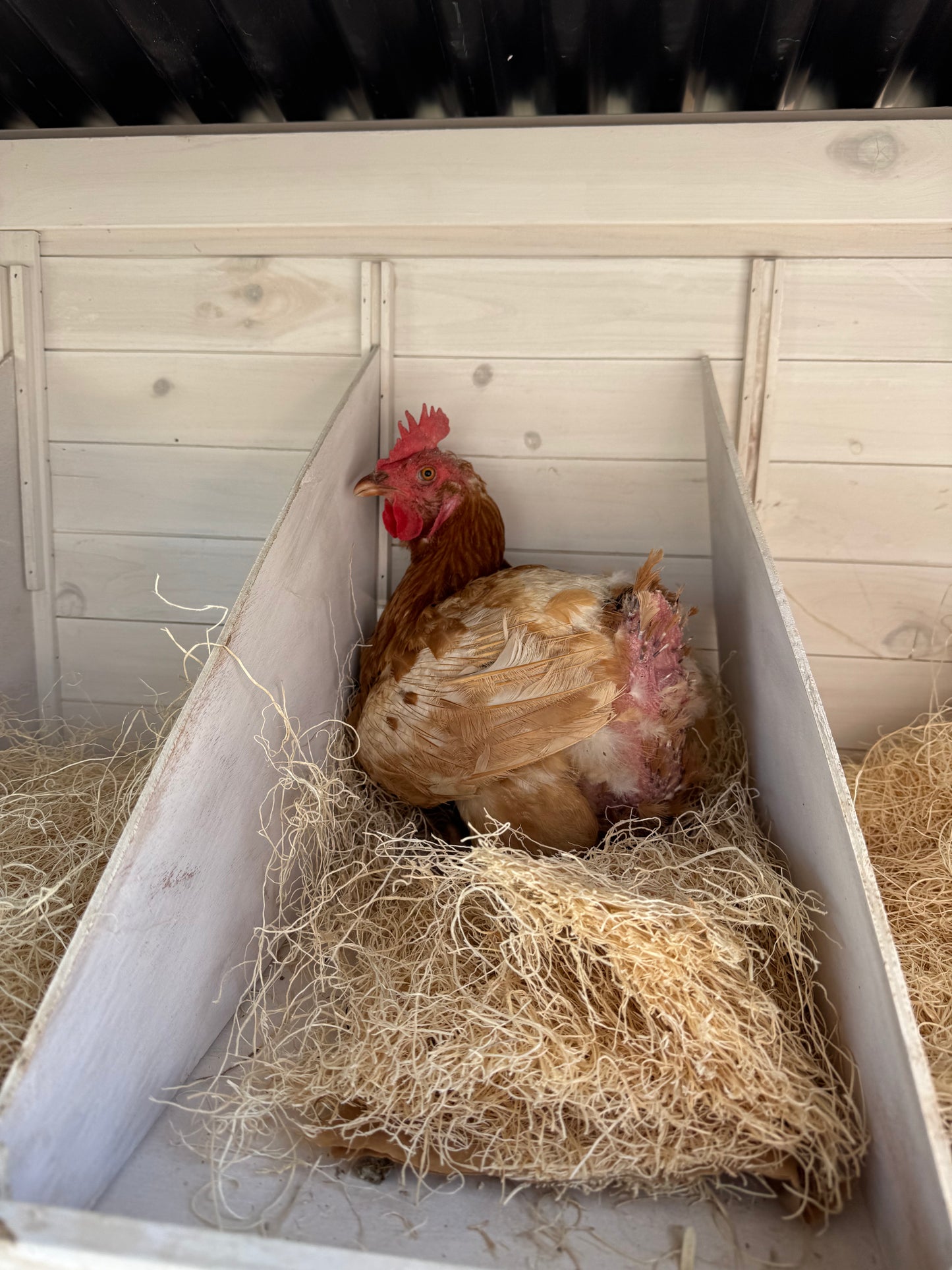 Gallinas ponedoras o pollitas - Disponibles AHORA