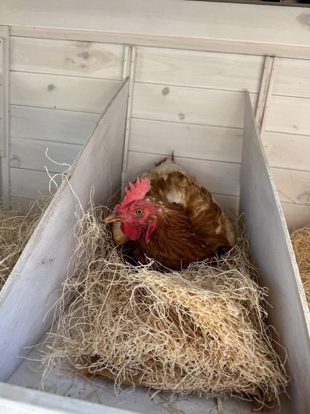 Mature Laying Hens - Heat Hardy Pasture Raised Arizona Layers