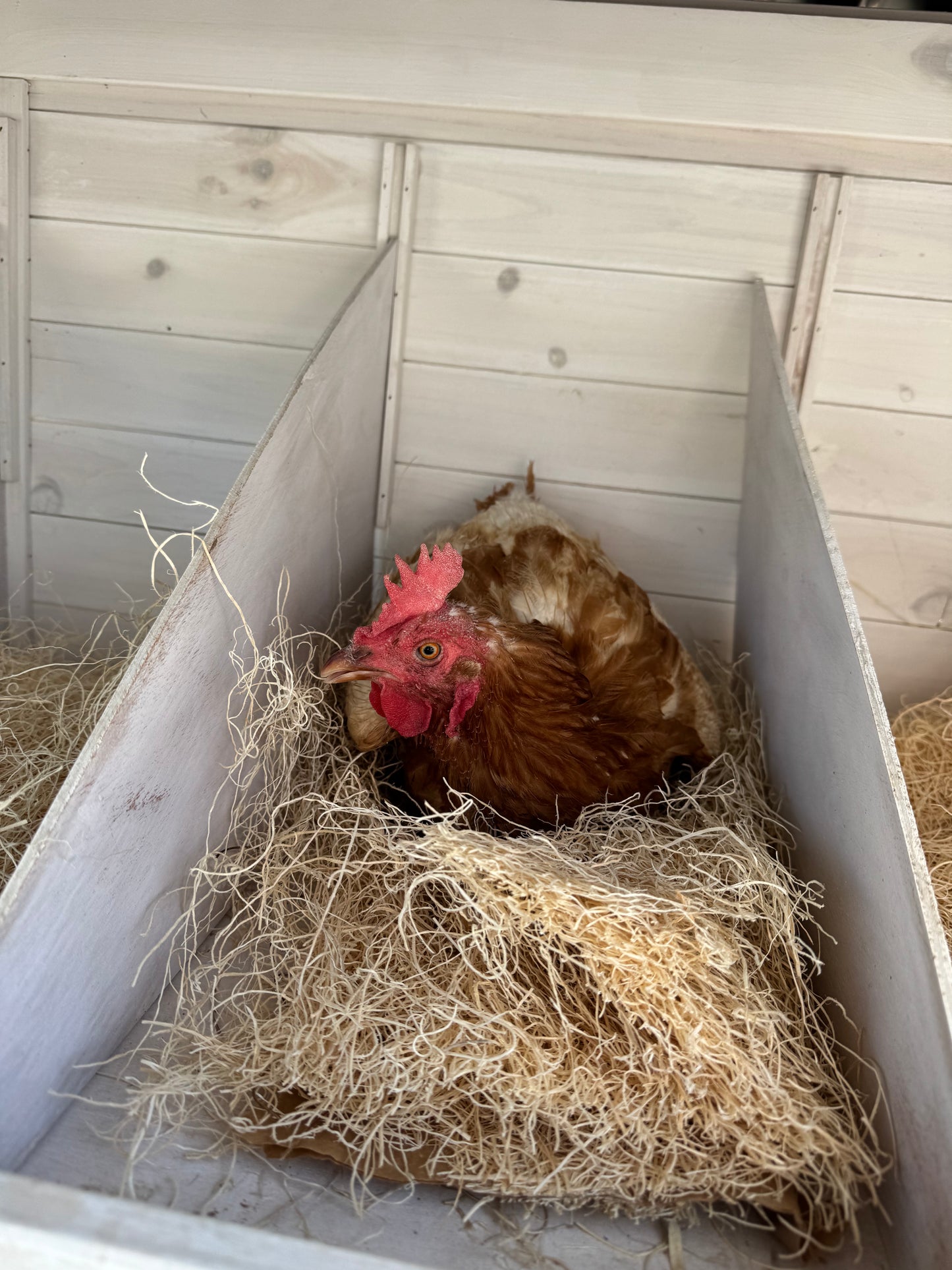 Gallinas ponedoras o pollitas - Disponibles AHORA