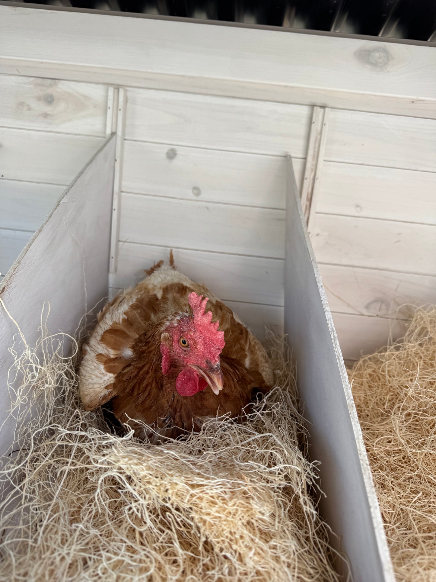 Gallinas ponedoras o pollitas - Disponibles AHORA