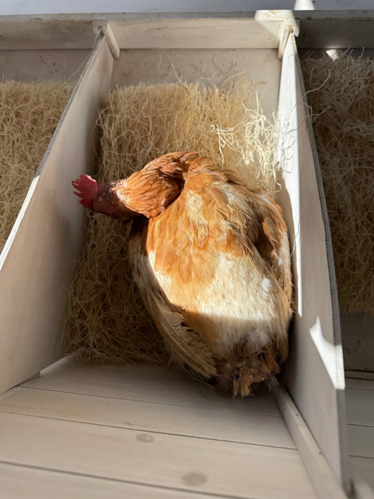 Gallinas ponedoras o pollitas - Disponibles AHORA
