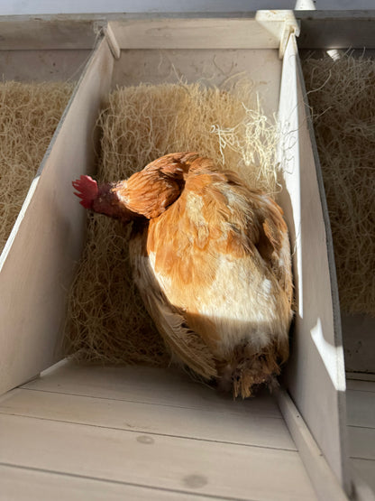 Gallinas ponedoras o pollitas - Disponibles AHORA
