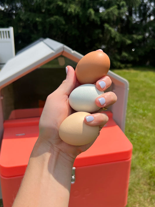 Smart Automated Chicken Coop + Steel Run - AI Cameras & App Control