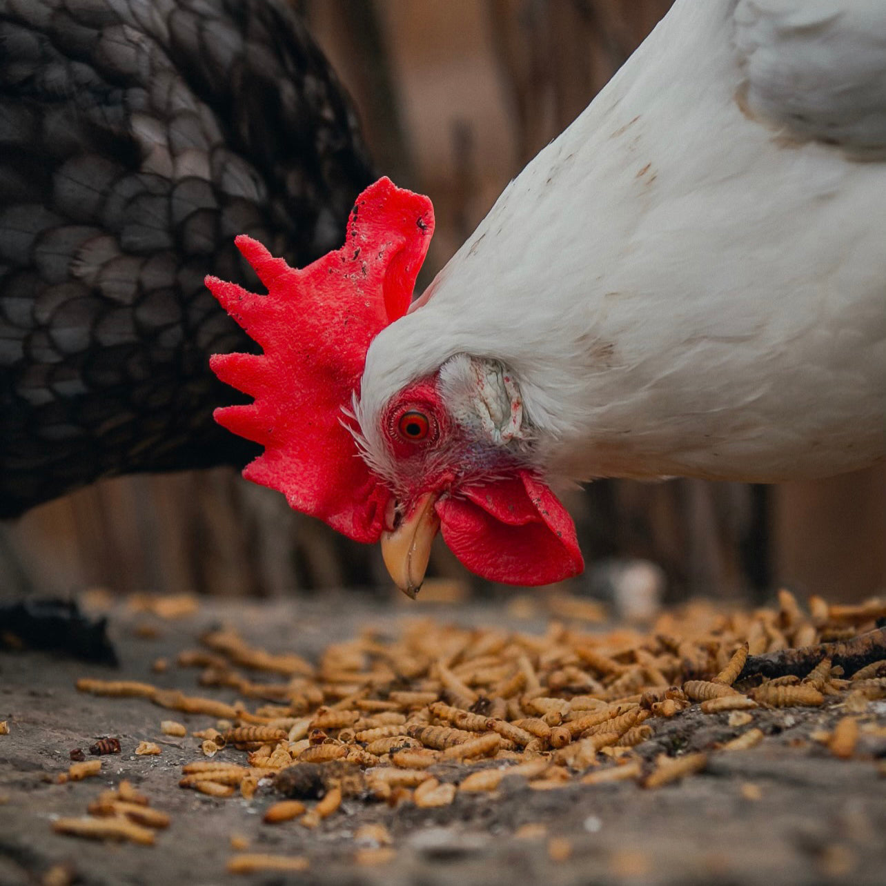 Premium USA Black Soldier Fly Larvae - High Calcium Chicken Treats