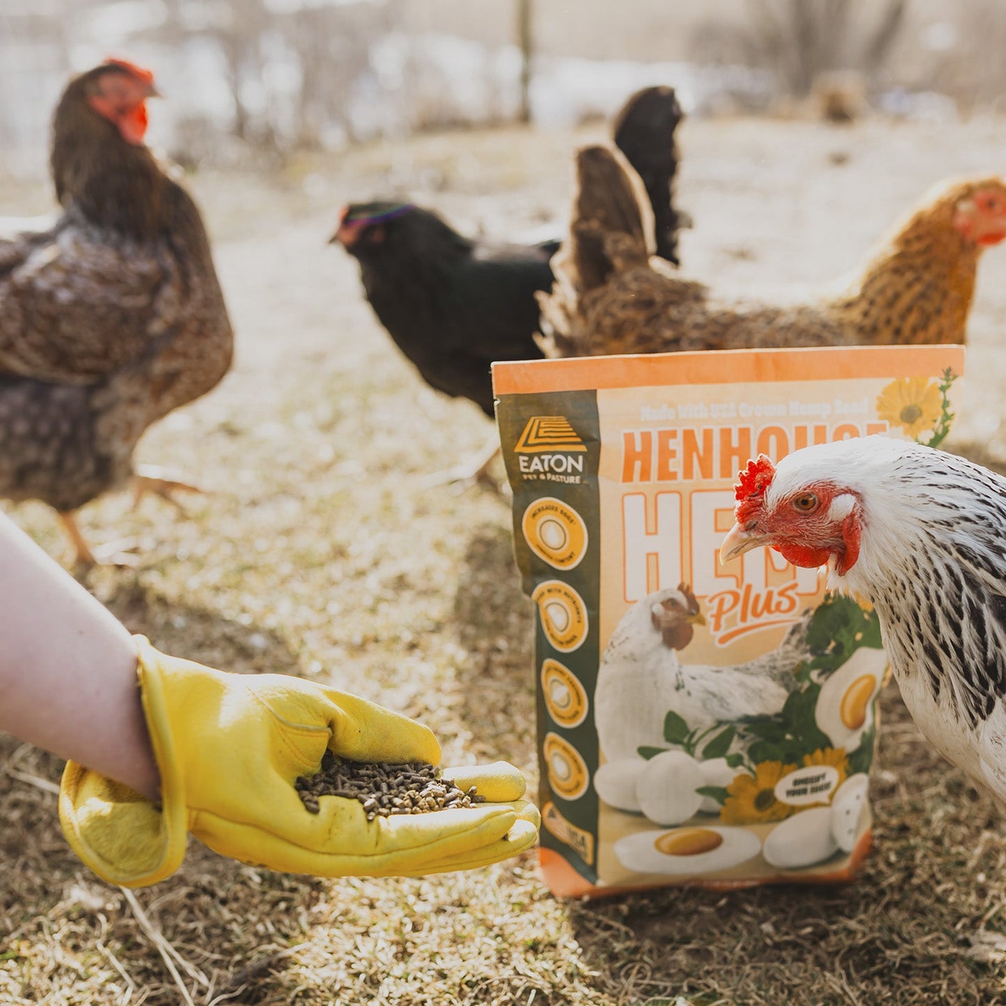 Natural chicken feed supplement in a bag held by a hand, with chickens foraging nearby; Eaton Pet and Pasture brand.