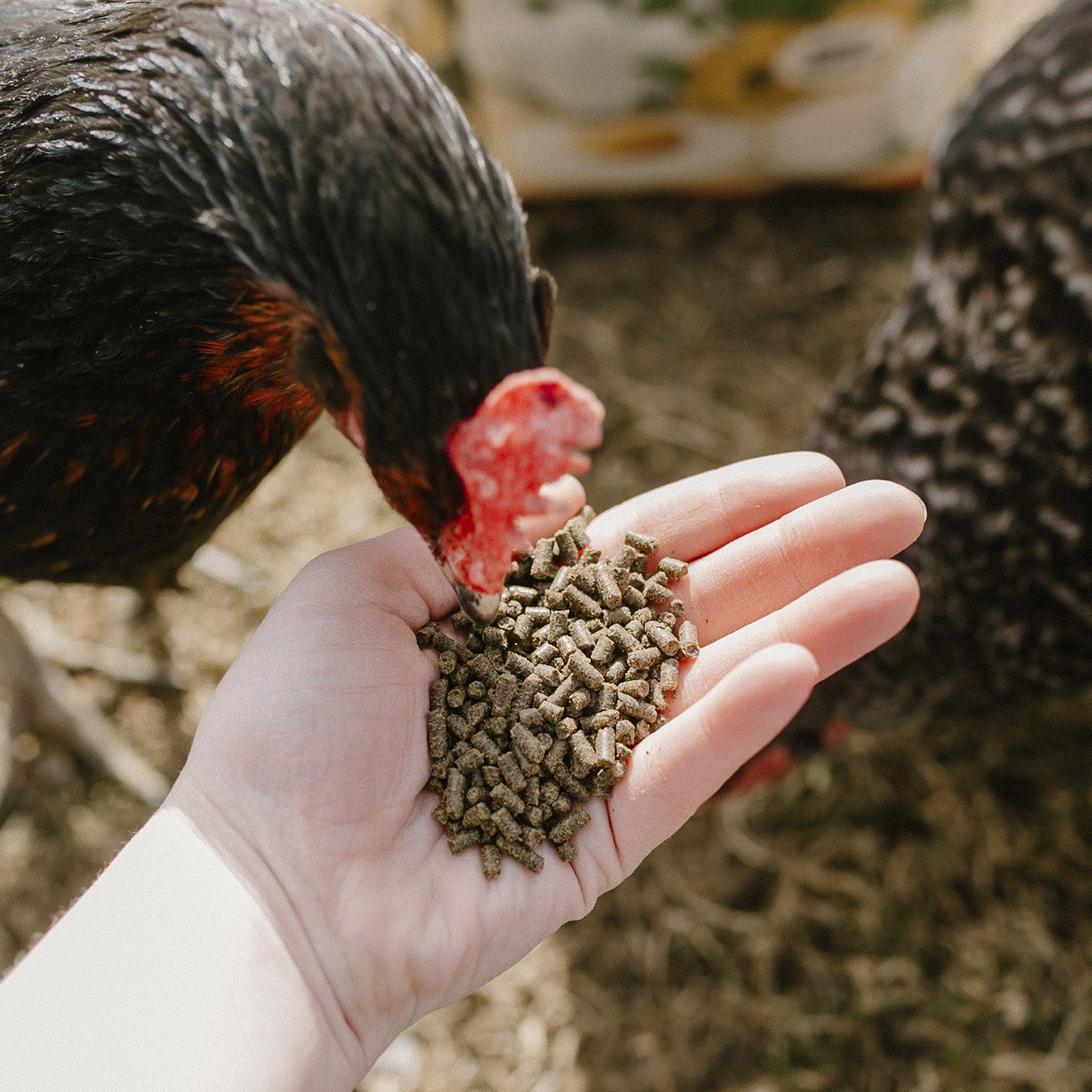 Natural chicken feed supplement with Omega-3 in hand, feeding a black hen. Henhouse Hemp Plus by Eaton Pet and Pasture.