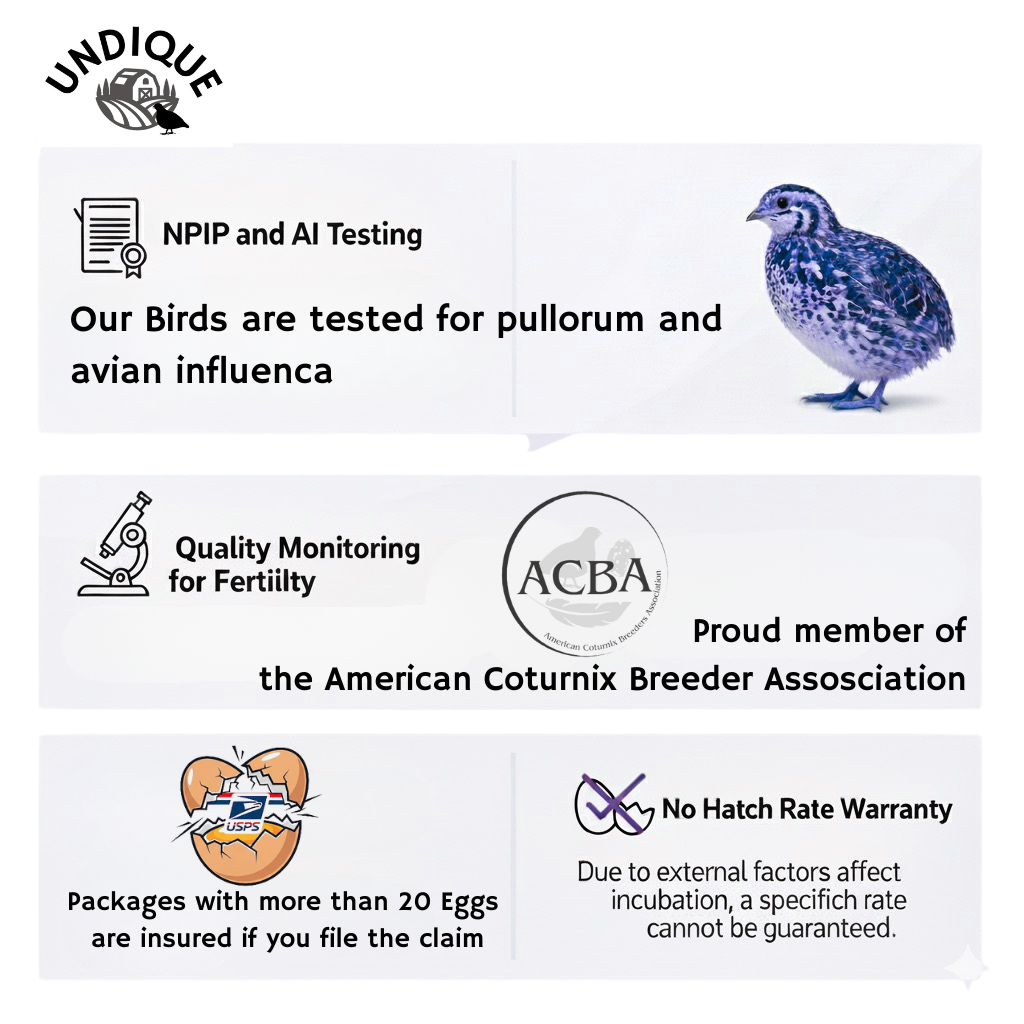 Fertile Jumbo Coturnix Quail hatching eggs in a Pharaoh & Italian mix by Quailz.com