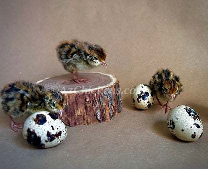 Jumbo Coturnix Quail Juveniles - Hardy 2-3 Week Old Birds