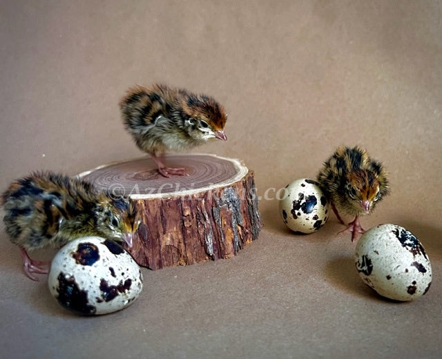 Two Jumbo Coturnix quail chicks, Traditional Pharaoh breed, from Az Chickens, showcasing their brown feathers.