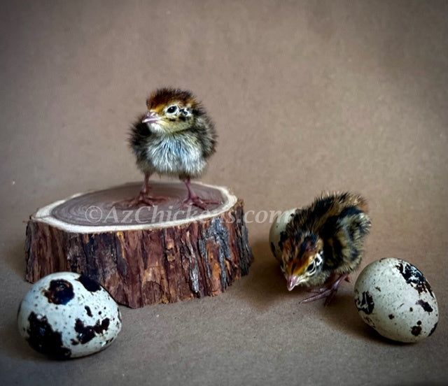 Jumbo Coturnix Quail Chicks - Traditional Pharaoh Breed