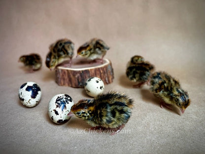 Jumbo Coturnix quail chicks in traditional Pharaoh color, from Az Chickens, ideal for backyard farming.