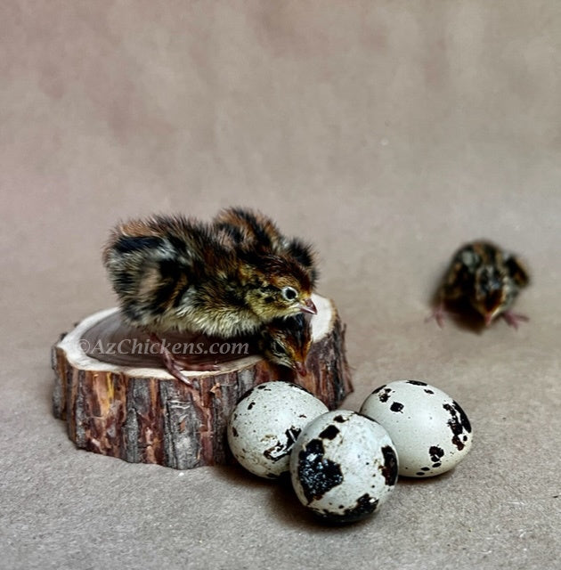 Jumbo Coturnix Quail Chicks - Traditional Pharaoh Breed
