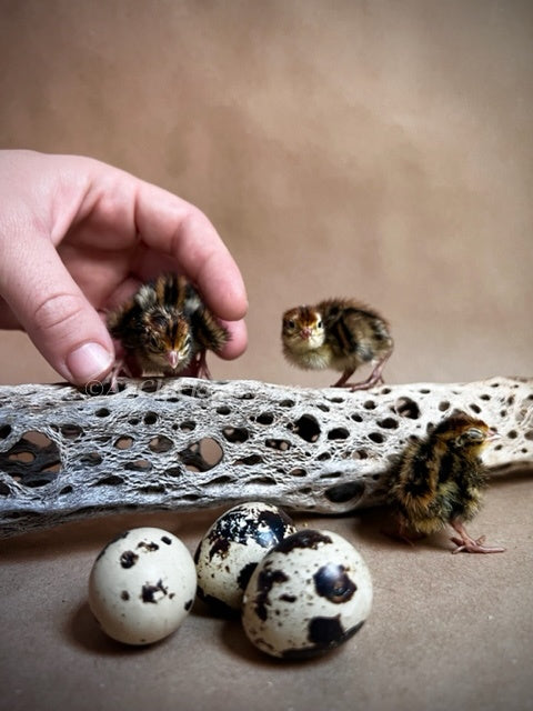 Jumbo Coturnix quail chicks in brown and tan, traditional Pharaoh breed from Az Chickens