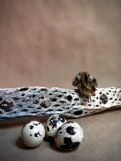 Premium Jumbo Coturnix Quail Hatching Eggs - Fast Maturing