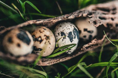 Jumbo Coturnix Quail Juveniles - Hardy 2-3 Week Old Birds