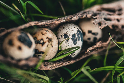Pollitos de codorniz Coturnix Jumbo - Raza tradicional faraón