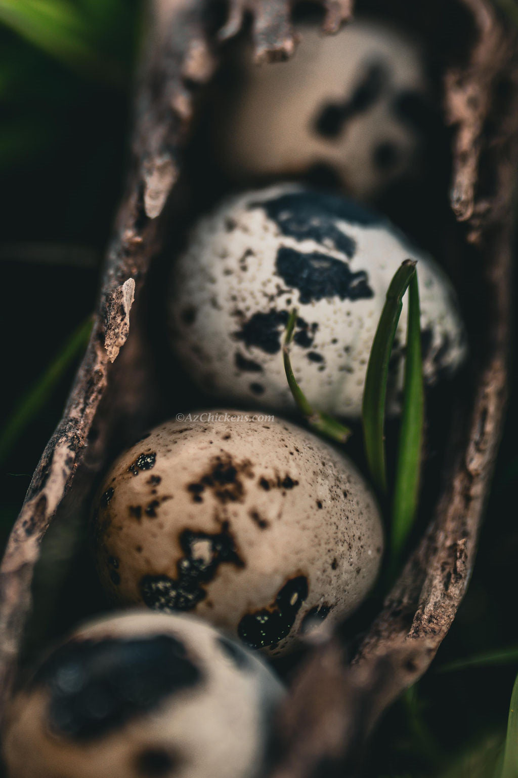 Jumbo Coturnix Quail Juveniles - Hardy 2-3 Week Old Birds