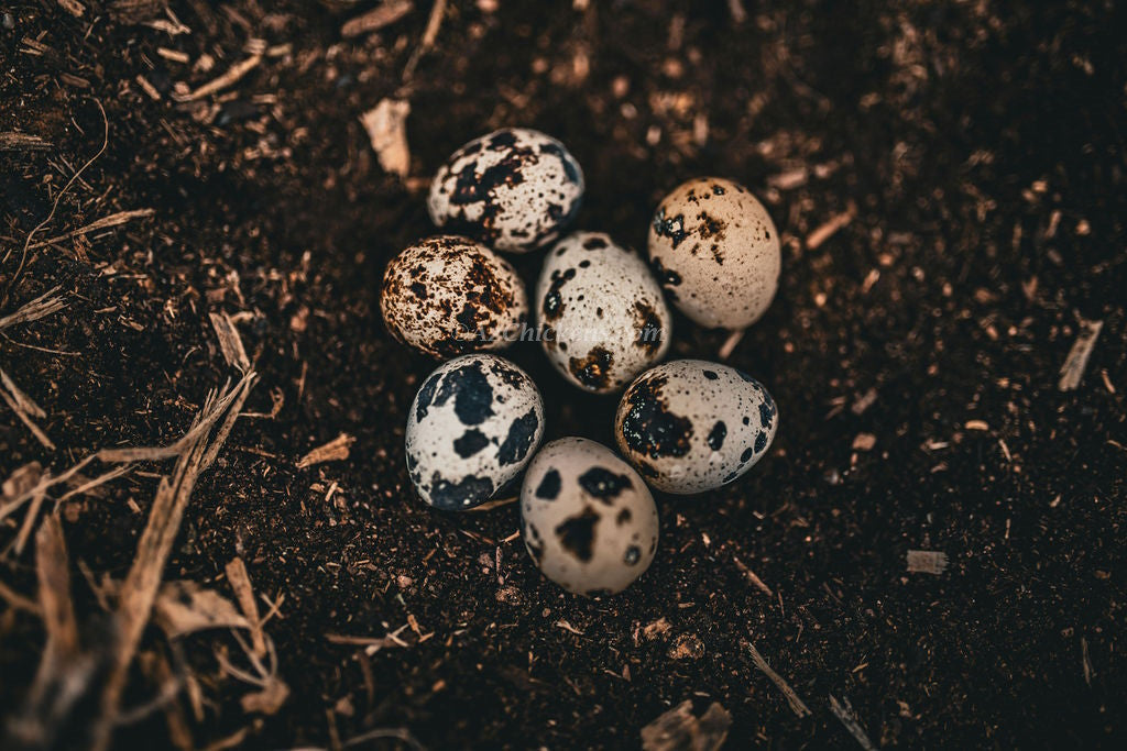 Jumbo Coturnix Quail Chicks - Traditional Pharaoh Breed