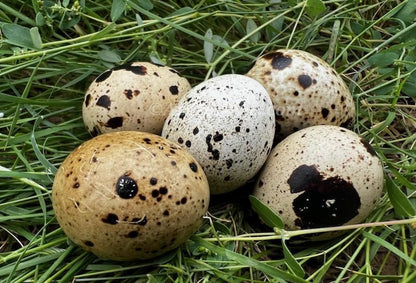 Jumbo Coturnix quail chicks in brown, traditional Pharaoh breed by Az Chickens, available in 10 or 20 count.