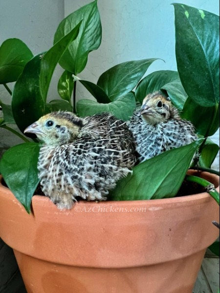 Premium Jumbo Coturnix Quail Hatching Eggs - Fast Maturing