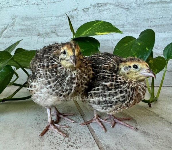 Jumbo Coturnix quail chicks, Traditional Pharaoh breed, Az Chickens, brown feathers, suitable for backyard farming.