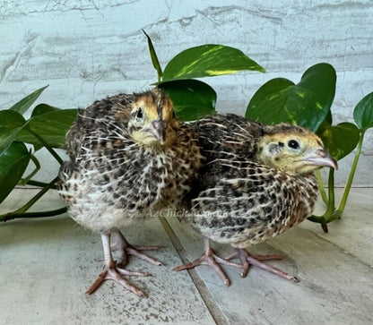 Premium Jumbo Coturnix quail hatching eggs by Az Chickens, available in 18, 30, or 50 counts.