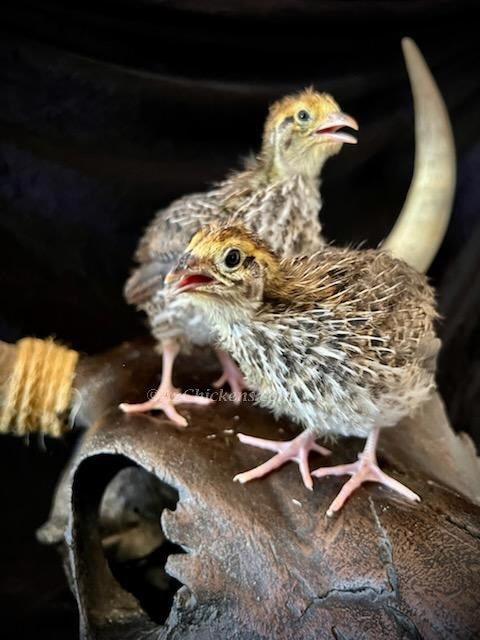 Premium Jumbo Coturnix Quail Hatching Eggs - Fast Maturing