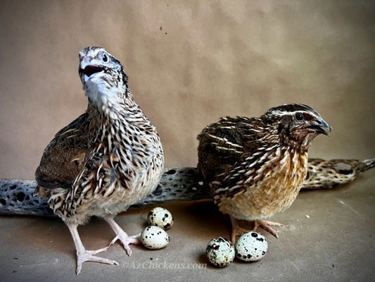 Two Jumbo Coturnix quail chicks, Traditional Pharaoh breed, from Az Chickens, showcasing their brown feathers.