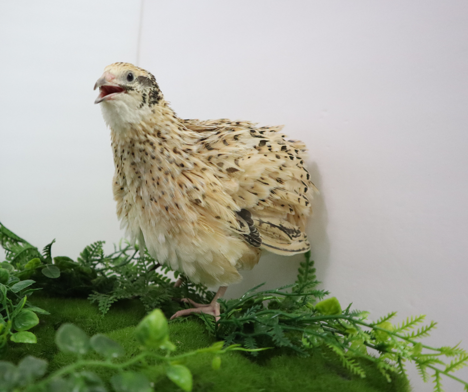 Speckled Italian quail standing on green moss with ferns, showcasing fertile jumbo hatching eggs from Quailz.com.