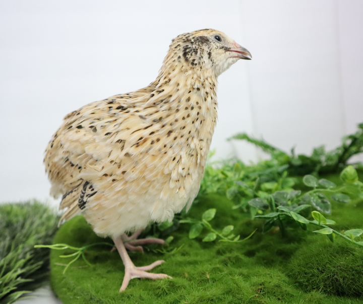 Fertile Jumbo Coturnix Quail Hatching Eggs - Pharaoh & Italian Mix