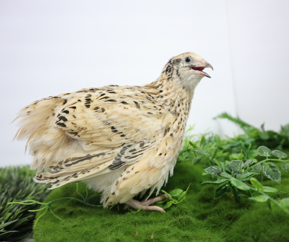 Jumbo Italian Coturnix Quail Hatching Eggs – High-Yield, Golden Feathered Line