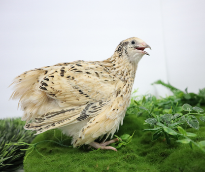 Jumbo Italian Coturnix Quail Hatching Eggs – High-Yield, Golden Feathered Line