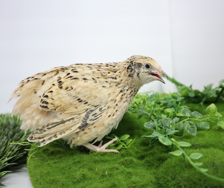 Fertile Jumbo Coturnix Quail Hatching Eggs - Pharaoh & Italian Mix