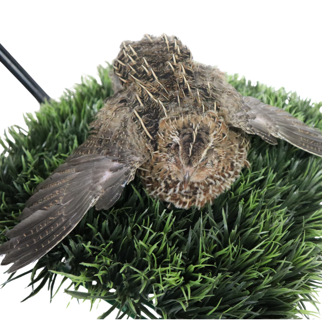 Fertile Jumbo Coturnix Quail Hatching Eggs - Pharaoh & Italian Mix