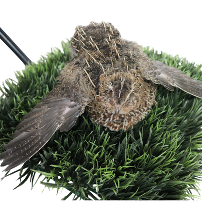 Jumbo Coturnix Quail Hatching Eggs – Pharaoh, Italian, White & Brown Variety Mix