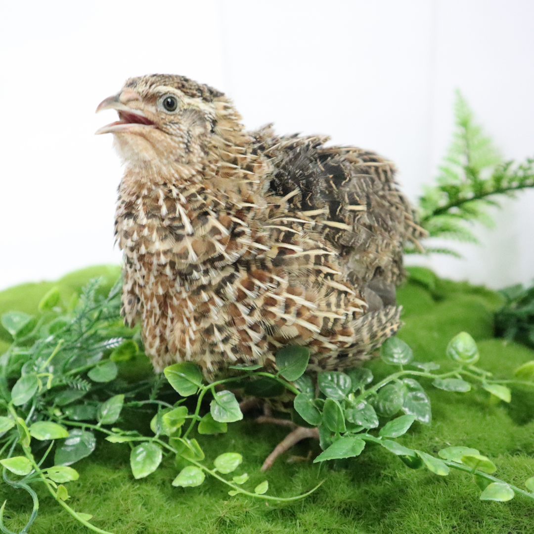 Jumbo Coturnix Quail Hatching Eggs – Pharaoh, Italian, White & Brown Variety Mix