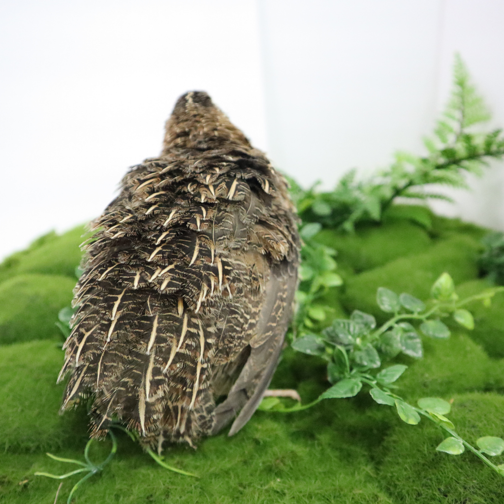 Jumbo Coturnix Quail Hatching Eggs – Pharaoh, Italian, White & Brown Variety Mix