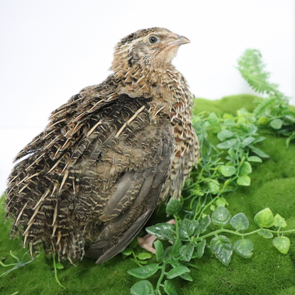 Fertile Jumbo Coturnix quail hatching eggs in mixed Pharaoh and Italian varieties from Quailz.com