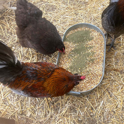 North Atlantic Kelp supplement for chickens and ducks in a feeding tray surrounded by hens