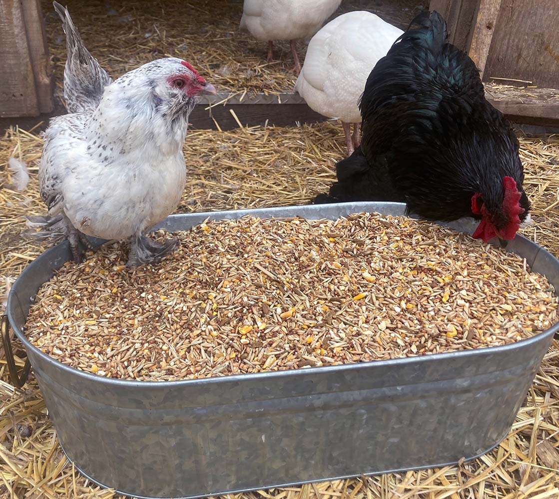 Soy-free layer feed with 16% protein, featuring black soldier fly larvae, served in a metal trough for chickens.